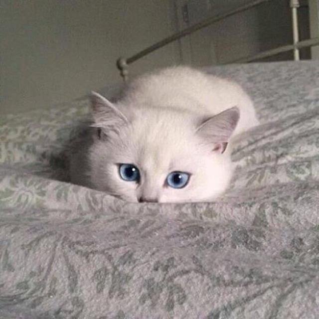 trọng sinh thành tiểu nha đầu chapter 1 3