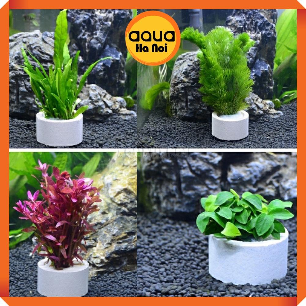 Vòng gốm cố định cốc cây thủy sinh