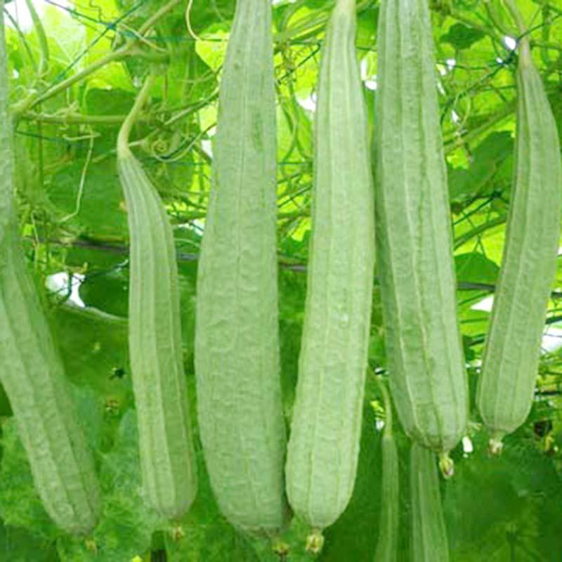 Hạt giống mướp khía 5 hạt/ gói