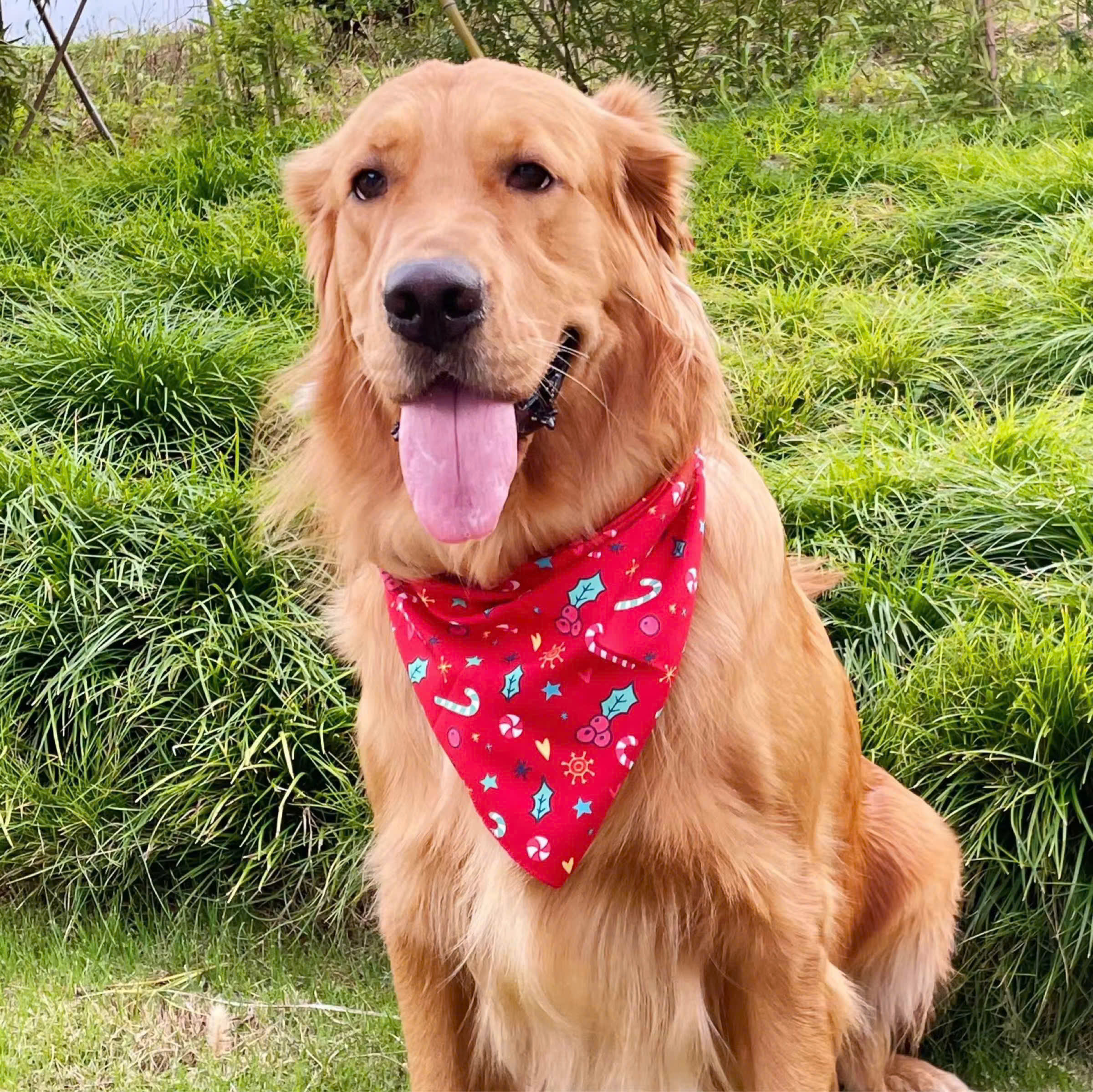 KHĂN CHOÀNG CỔ KHĂN QUÀNG CỔ TỪ 0.2-30KG DÀNH CHO THÚ CƯNG CHÓ MÈO