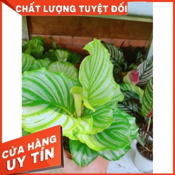 Chậu đuôi công xanh
