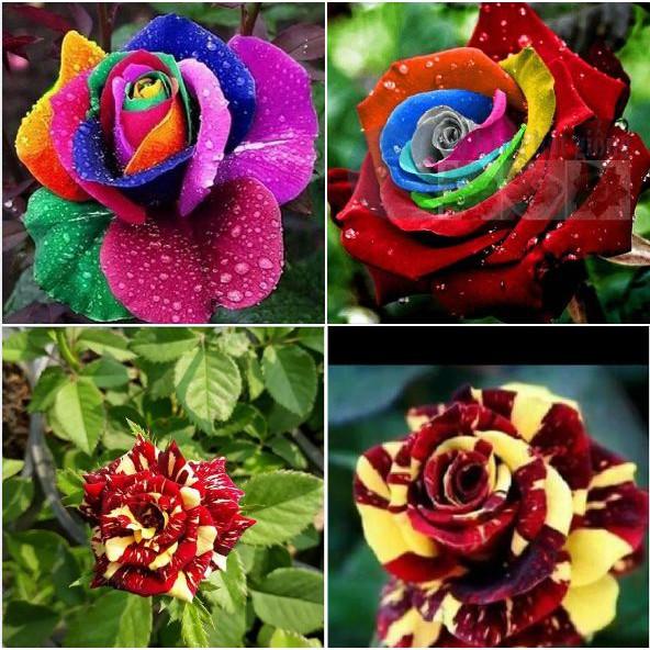 Hạt giống hoa hồng cầu vòng 20 hạt/gói