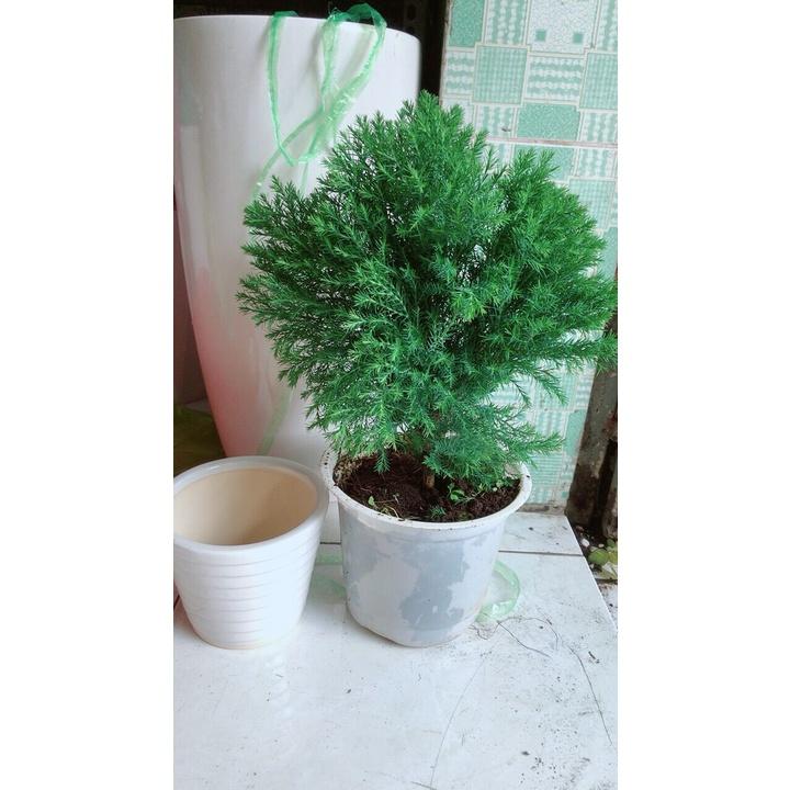 Cây Tùng Bồng Lai Kèm Chậu Sứ