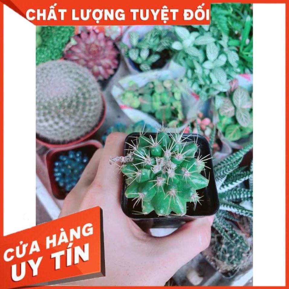 Xương Rồng Kim Hổ Nhiều Người Mua
