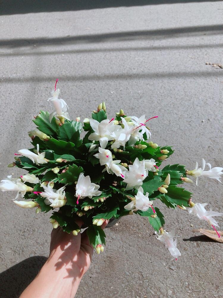 Chậu Hoa Tiểu Quỳnh Màu Trắng