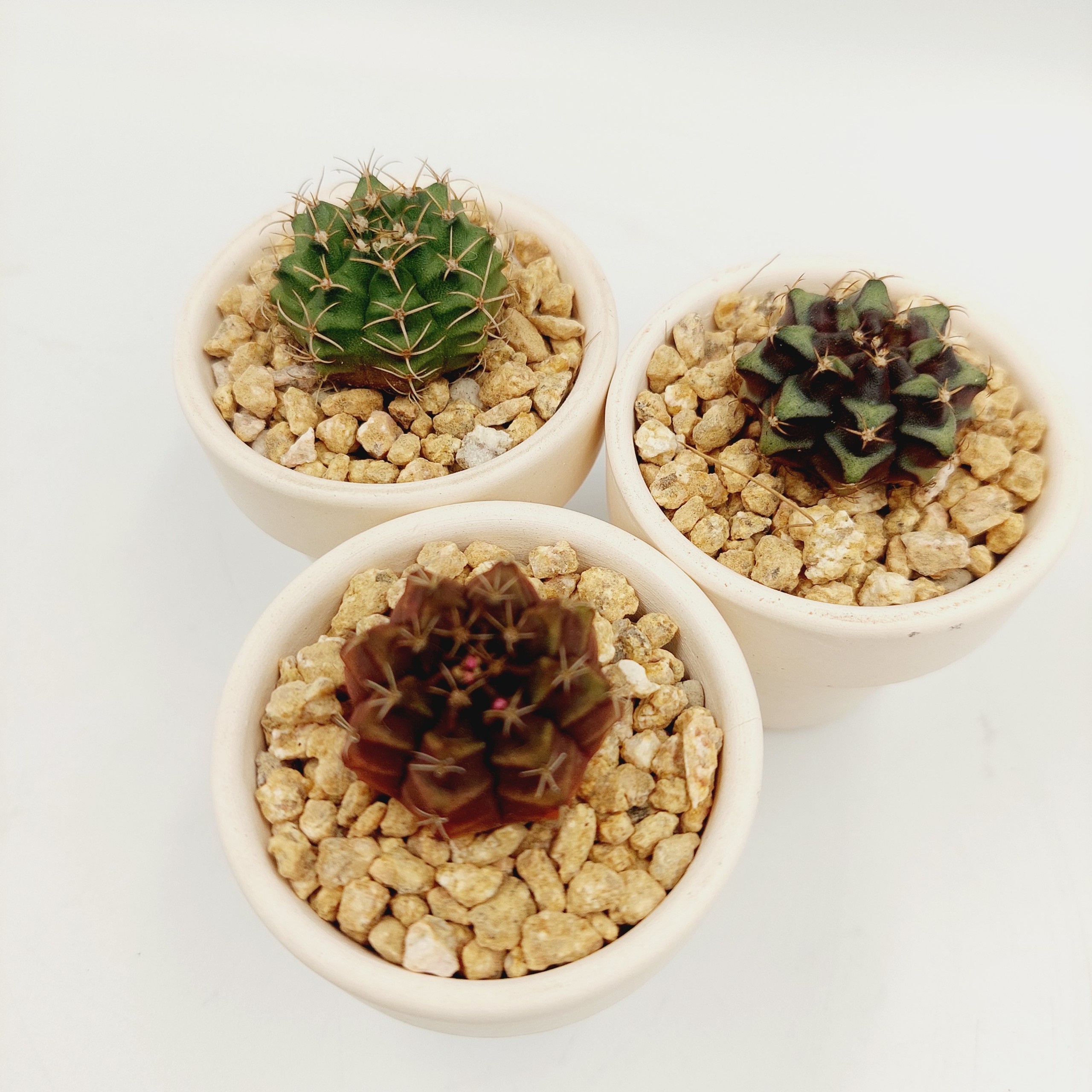 Xương rồng GYMNO size 2-3cm, vân xanh, vân tím - TERRACOTTA GARDEN, SUCCULENTS AND CACTUS GARDEN