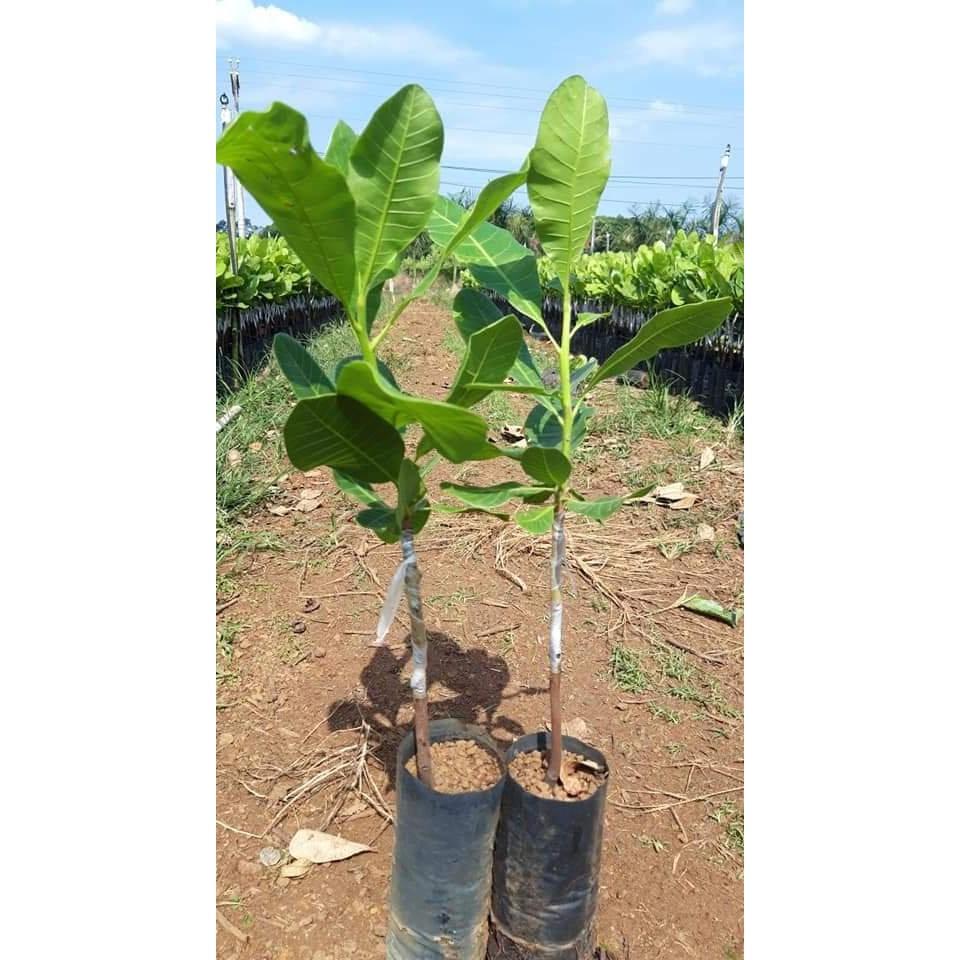 Cây giống điều AB29 - Siêu sớm, trĩu quả.