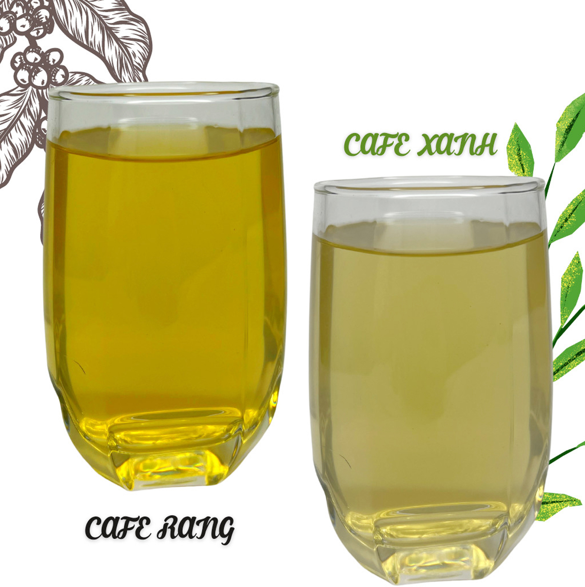 Cà phê xanh thải độc đại tràng, cà phê hữu cơ thải độc dạng túi lọc - Gerson Coffee