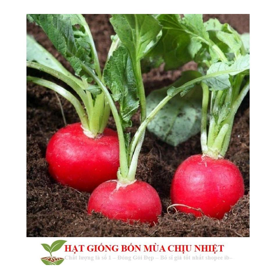 Gói 20 hạt CỦ CẢI ĐỎ MINI Hạt Giống Củ Cải Mini Đỏ Năng Suất Cao 1gr