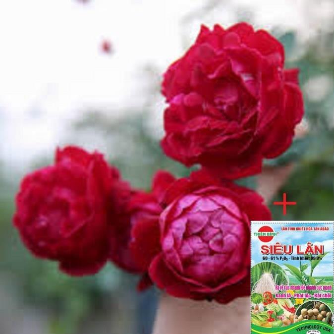 COMBO 3 Hồng cổ Đỏ Huế -Hồng Quế Son - hàng hiếm