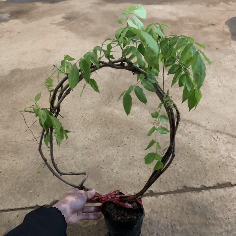 Cây hoa tử đằng dây leo dài 1,5m, mang sắc tím mộng mơ và hương thơm mát dễ chịu, cây hoa leo giàn tạo bóng mát