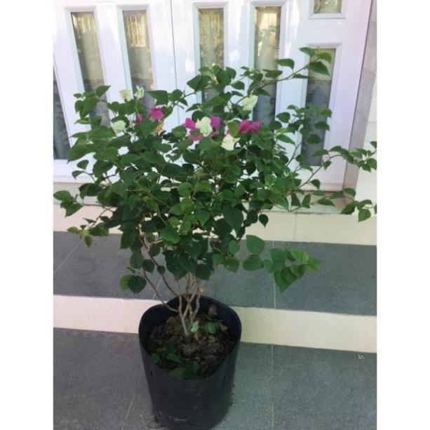 Hoa giấy ngủ sắc