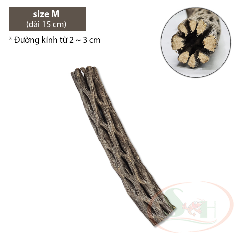 Lũa cholla cactus wood xương rồng staghorn teddy bear đồ chơi trang trí bể cá tép - size L - Dài 15 cm