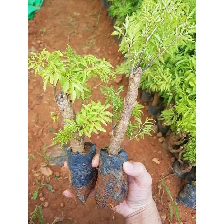 Cây Đinh Lăng chuẩn giống lá nhỏ