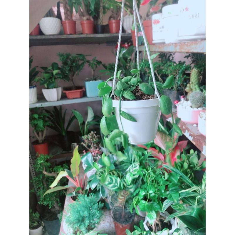 Chậu Cây Treo Mini