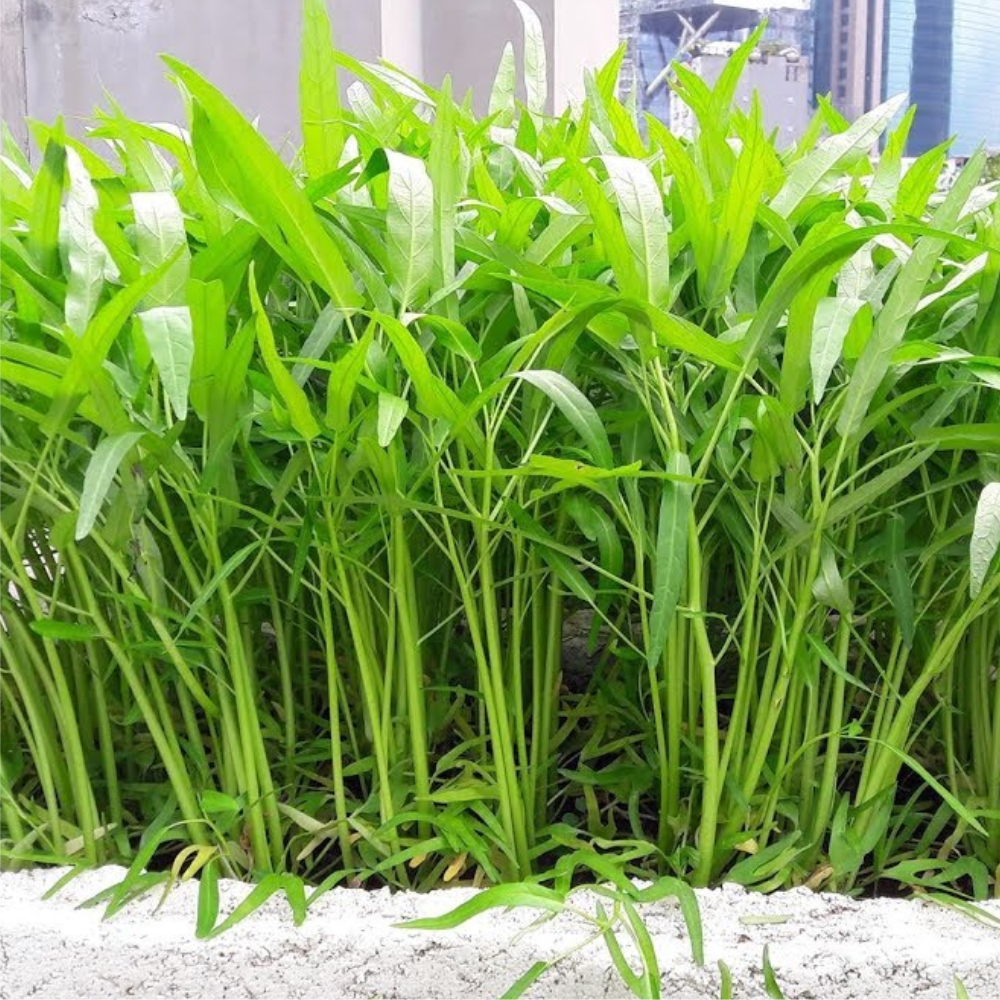Hạt Giống Rau Muống Mầm HAPI Phú Nông Gói 160g