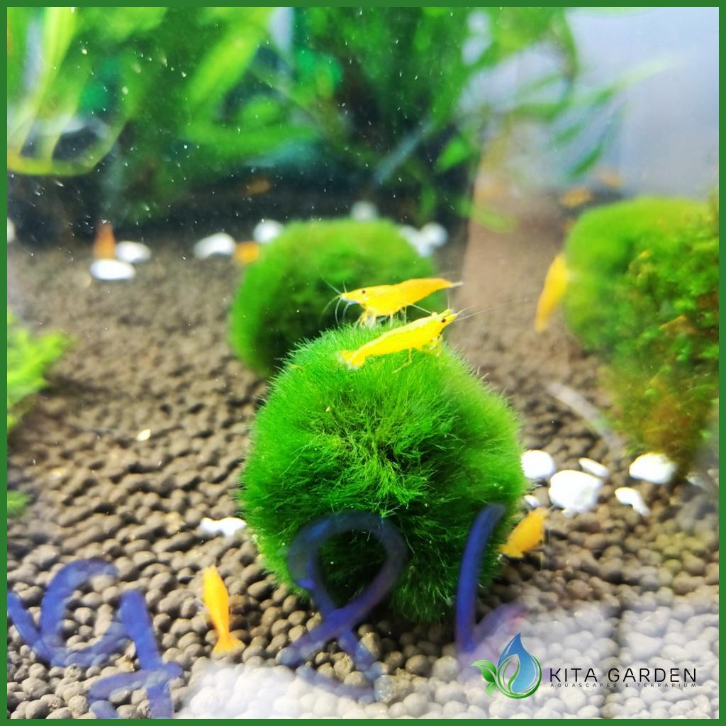 Tảo Cầu MARIMO MOSS BALL - Tảo Cầu Nhật Bản