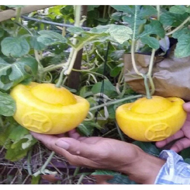 Hạt giống dưa hấu vỏ vàng ruột đỏ f1- Gói 10 hạt-tặng kèm gói phân bón lót