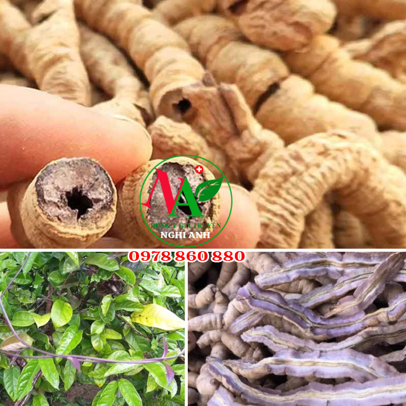 Ba Kích Tím Khô Bỏ Lõi Túi 100g - Bổ Thận - Ngâm Rượu, Sắc Thuốc