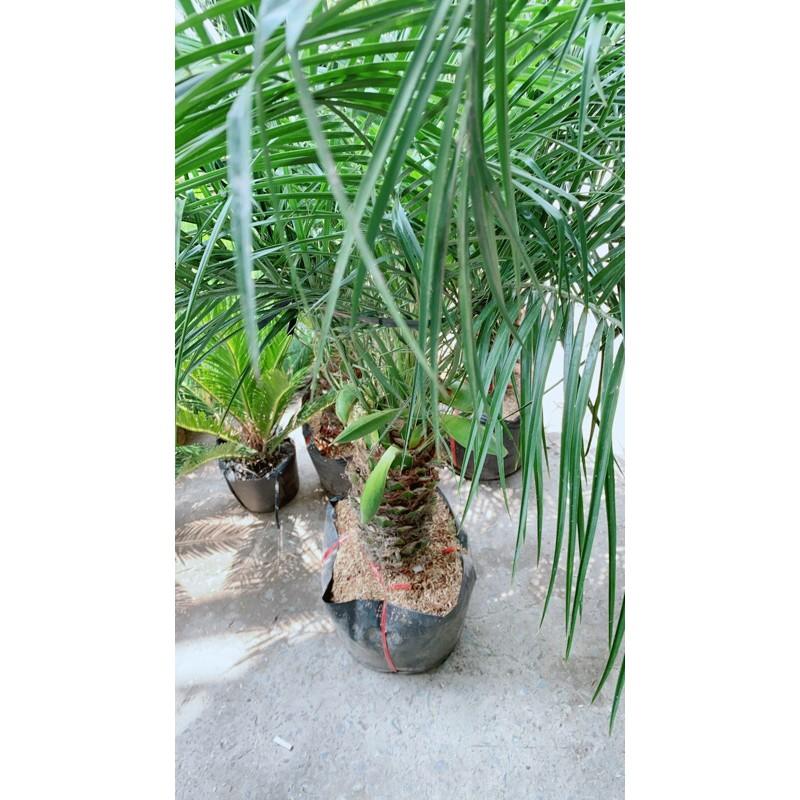 Cau Nga Mi Có Hoa Lớn