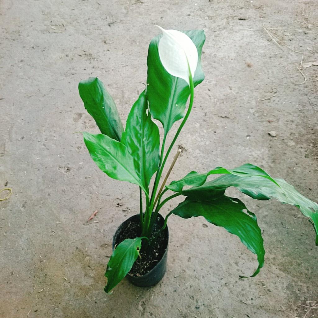 Cây lan ý - Cây cảnh mini + Tặng phân bón cho cây mau lớn