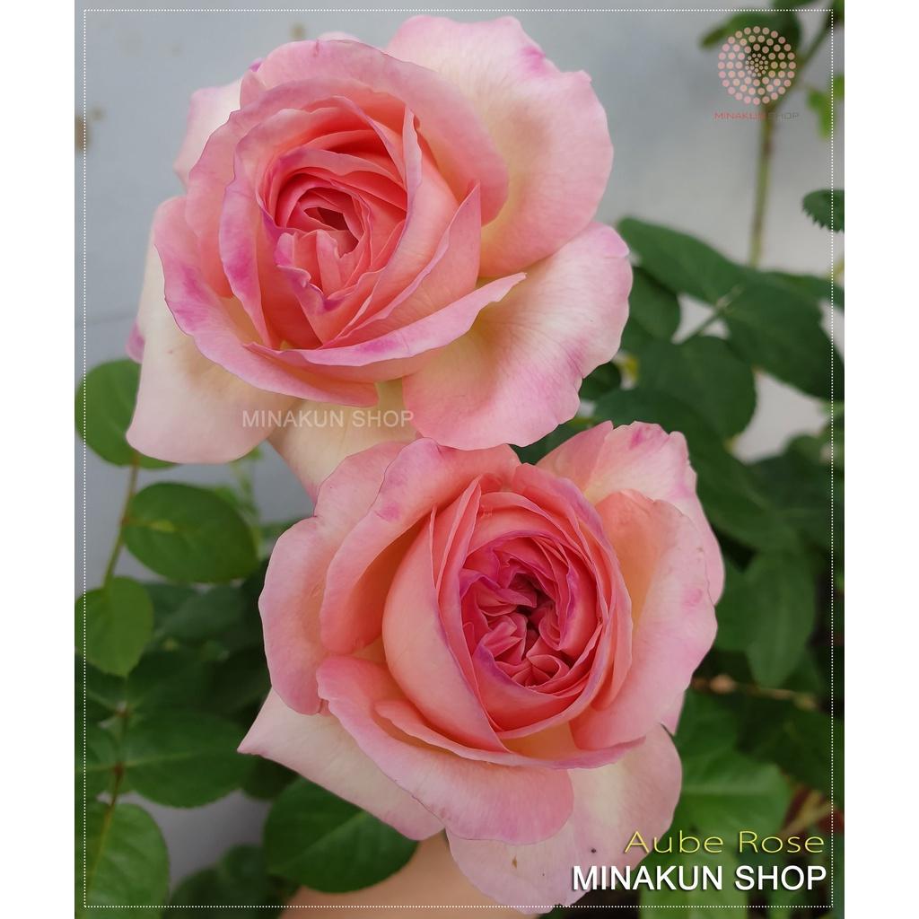 Hoa hồng ngoại Aube Rose siêu đẹp cực hot