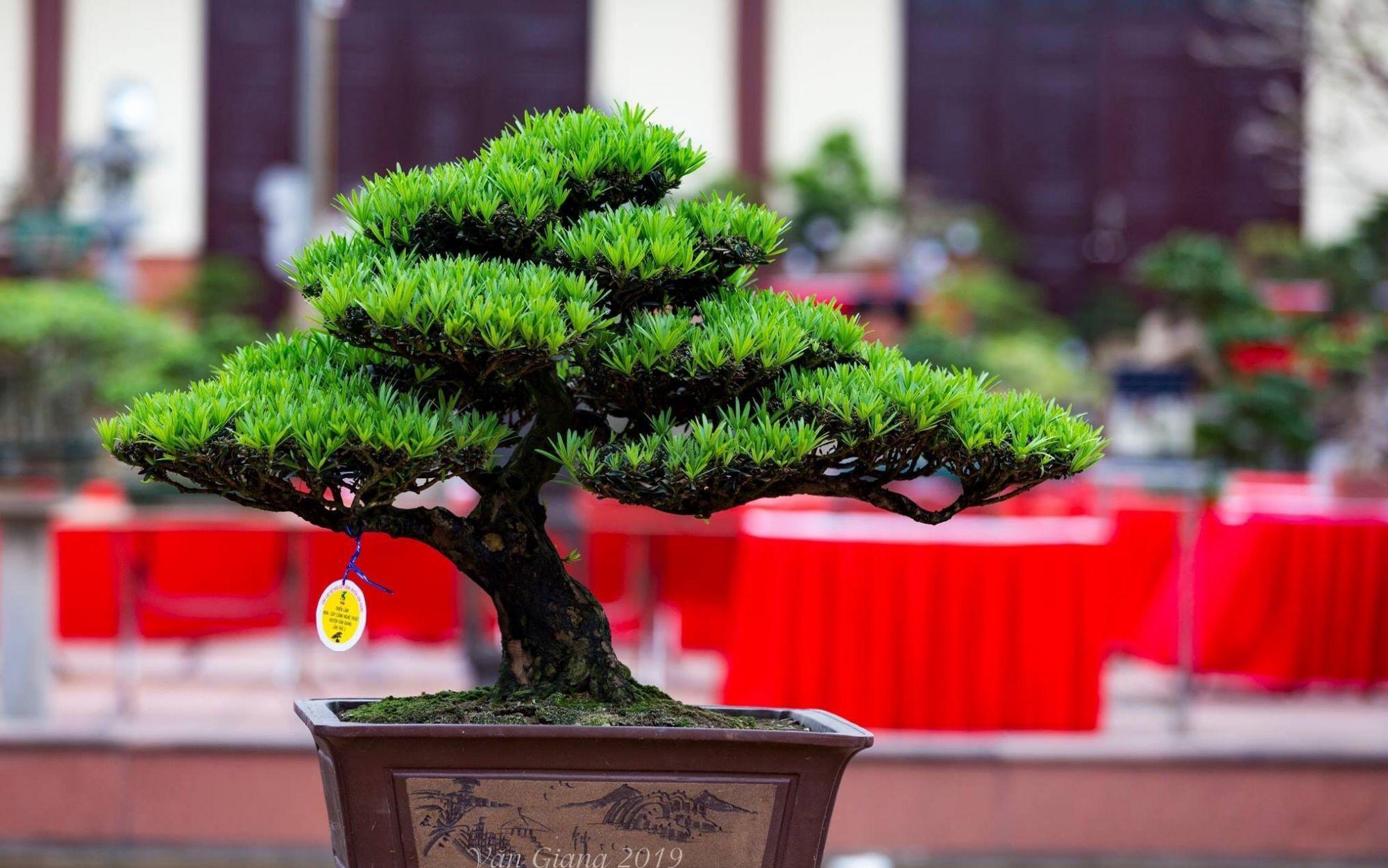 COMBO 3 cây giống TÙNG LA HÁN - CÂY BONSAI - SIÊU ĐẸP GIÁ SIÊU RẺ