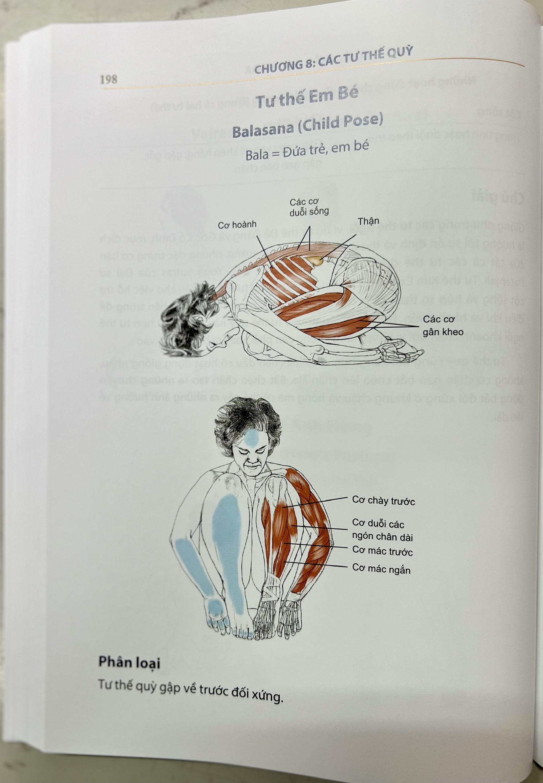 Giải phẫu học YOGA