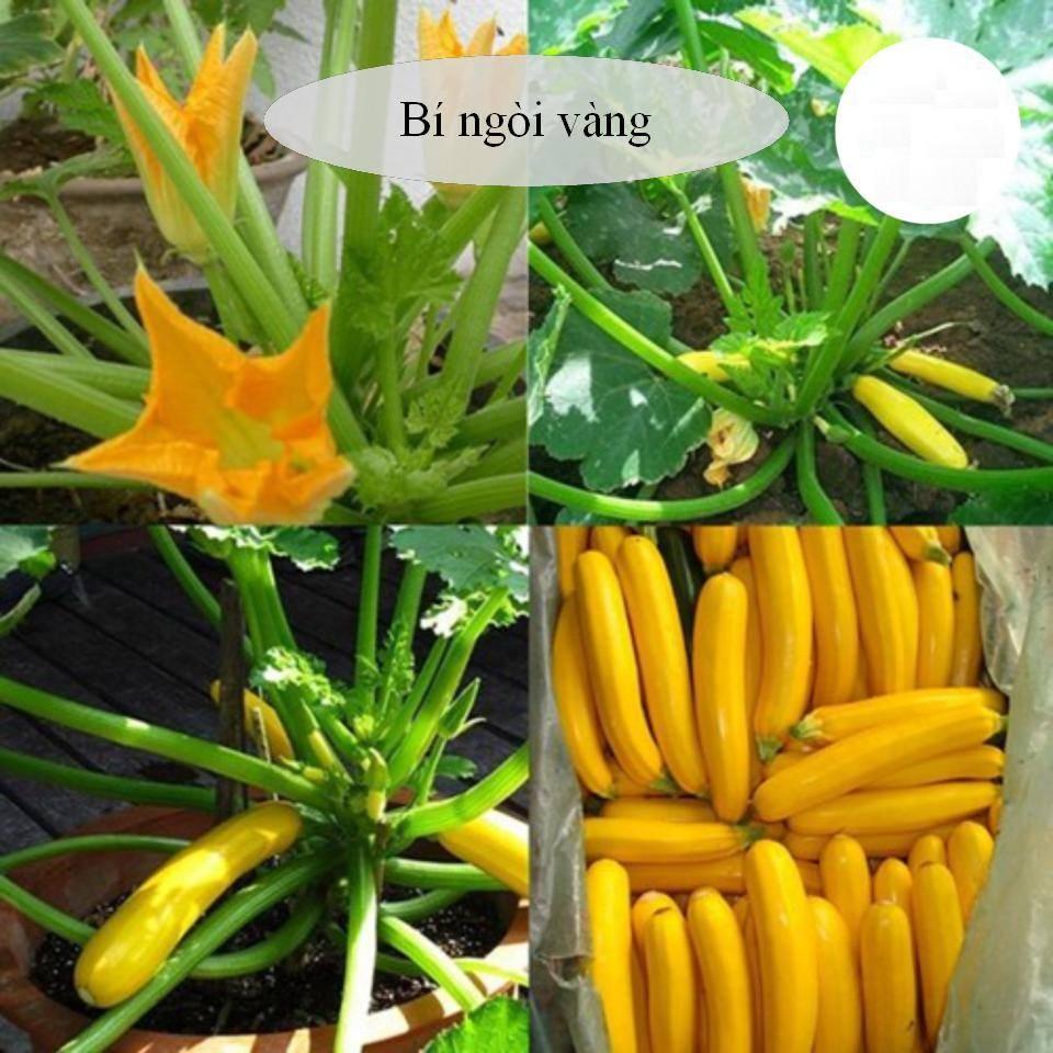 BỘ HẠT GIỐNG BÍ NGÒI XANH VÀ BÍ NGÒI VÀNG + SP HỖ TRỢ