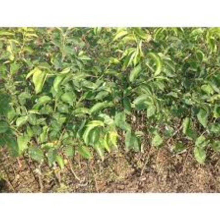 Cây giống Lê nâu Cây giống chuẩn cho năng suất cao