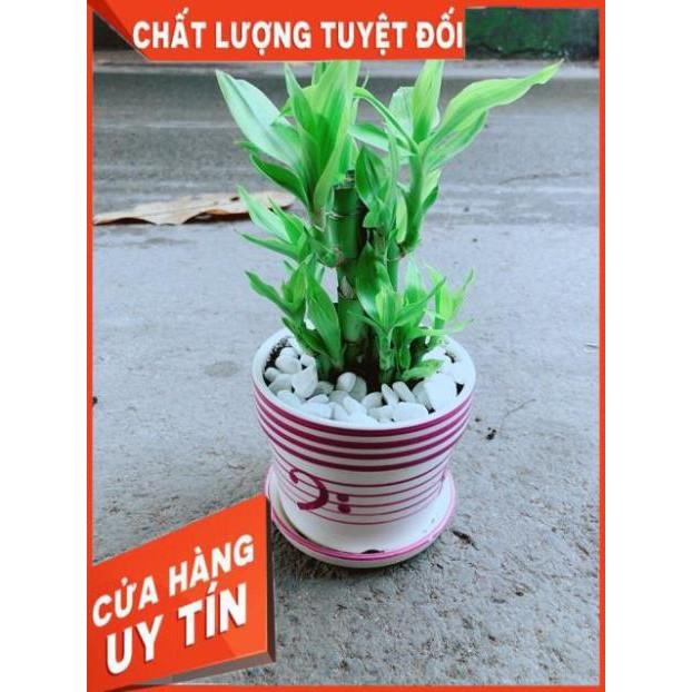 Chậu Trúc Phát Tài