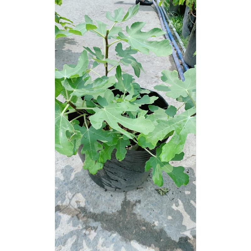 Cây Sung Mỹ Size Lớn Đang Ra Quả