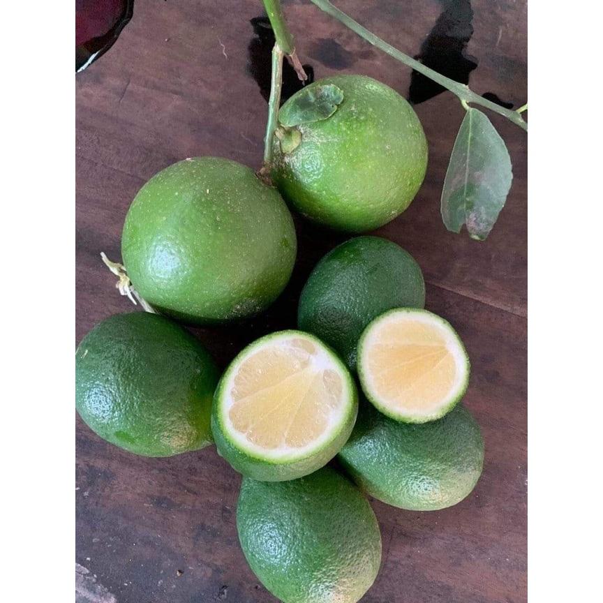 Cây giống Chanh Cao Sản