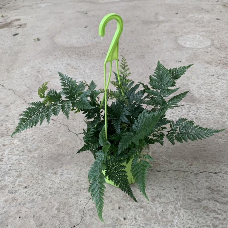 Cây dương xỉ mỹ trồng chậu treo bán kính 25cm, nhiều lá xum xuê tươi tốt quanh năm, trồng trang trí sân vườn và nội thất