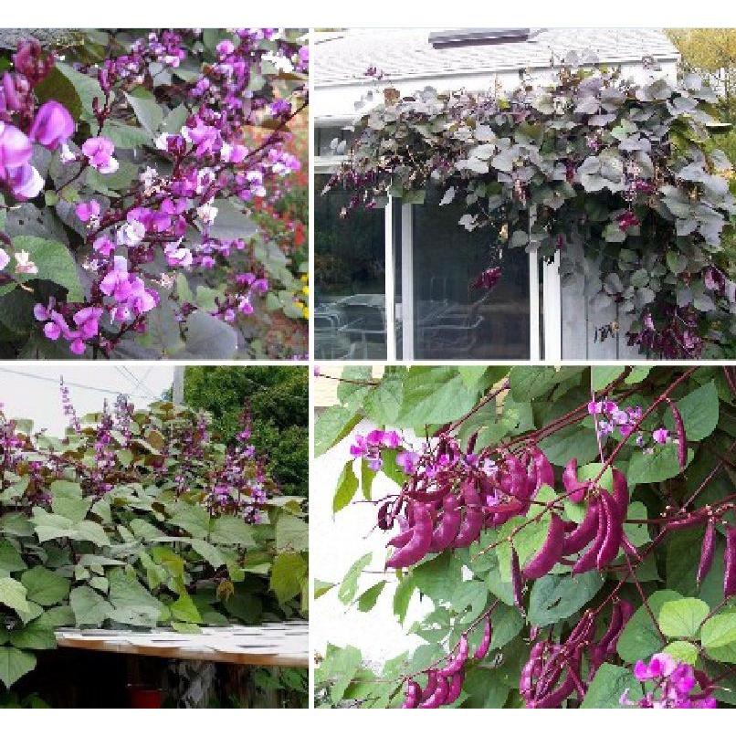 Hạt giống đậu ván tím dể trồng f1 -gói 5 hạt-tặng kèm gói phân bón lót