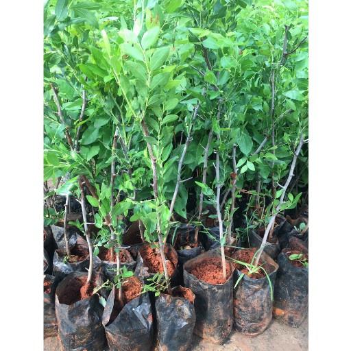 Cây giống hồng táo , cây đẹp giá rẻ