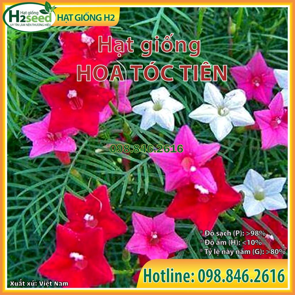 Hạt giống hoa tóc tiên mix màu - hoa tóc tiên leo giàn dễ trồng, dễ chăm sóc