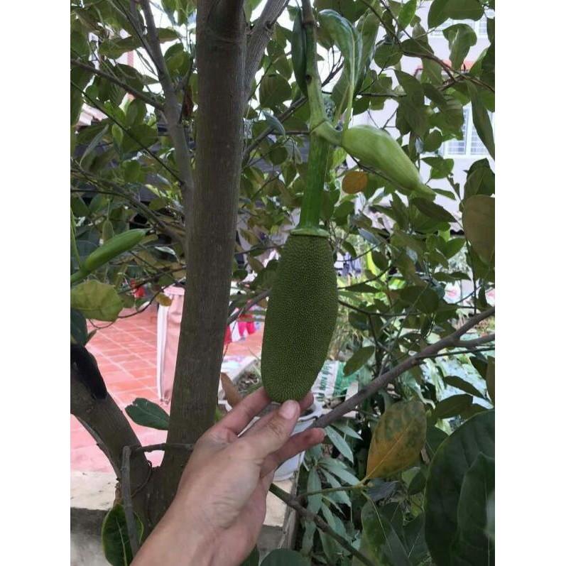 Giống mít quả dài
