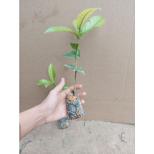 CÂY GIỐNG HOA HẢI ĐƯỜNG