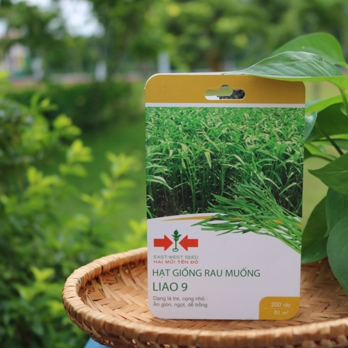 HẠT GIỐNG RAU MUỐNG LIAO 9 CỦA EAST-WEST SEED (HAI MŨI TÊN ĐỎ)