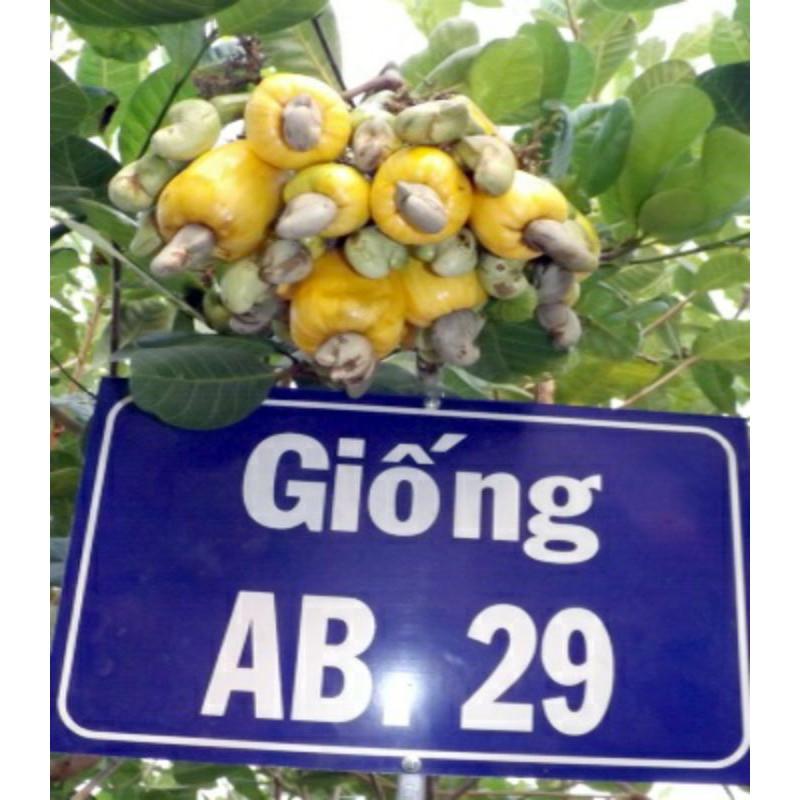 GIỐNG ĐIỀU AB29 – GIỐNG ĐIỀU GHÉP CAO SẢN NĂNG SUẤT VƯỢT TRỘI