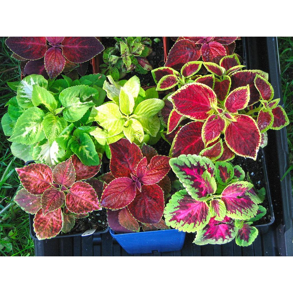 Hạt Giống Tía Tô Cảnh- Cây Lá Gấm  -