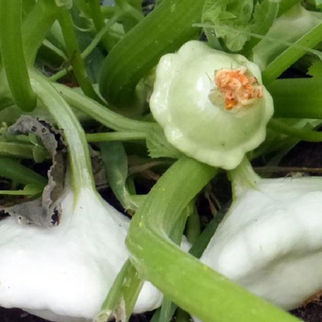 Hạt Giống Bí Đĩa Bay mix màu ,hạt giống chuẩn f1 -1 gói 10 hạt