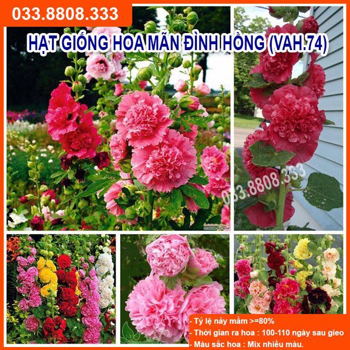HẠT GIỐNG HOA MÃN ĐÌNH HỒNG NẢY MẦM CỰC CHUẨN