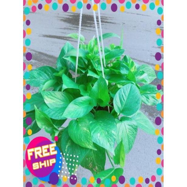 Chậu Trầu Bà Thái Size Đại