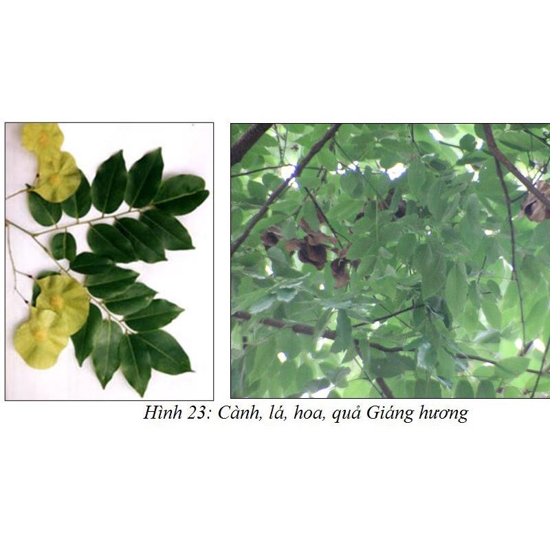 100 gram hạt giống cây giáng hương