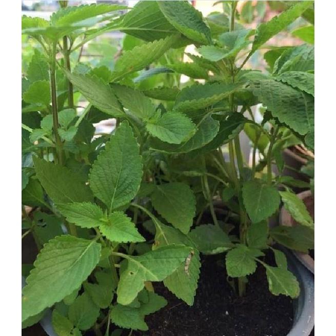 Hạt giống rau kinh giới-gói 2 gram/tặng kèm gói phân bón lót