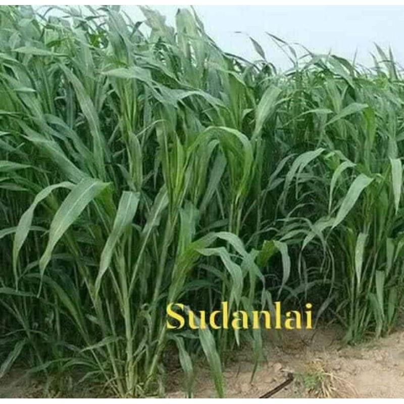 Hạt Giống Cỏ chăn nuôi SUDAN lai ,cỏ ngô - Gói 500gram