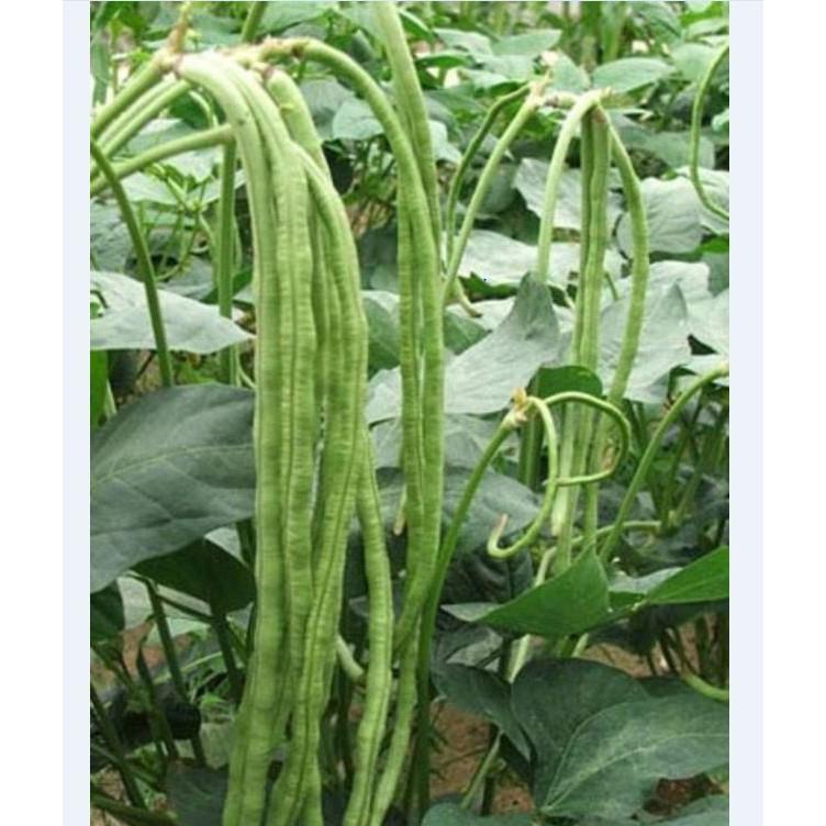 Combo 4 gói hạt giống đậu ăn trái dễ trồng