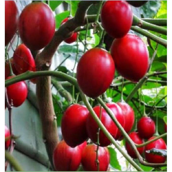 Hạt giống cà chua thân gỗ dể trồng f1-gói 10 hạt-tặng kèm gói phân bón lót